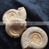 Precious High Quality Natural Ammonite Fossil Snail For Sale Gift Ornaments thumbnail-4