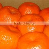 fresh Egyptian mandarin