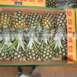 Purely natural organic fresh Pineapple from Africa(Yellow)