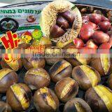 Wholesale Chestnut Fresh Chinese Chestnut thumbnail-1