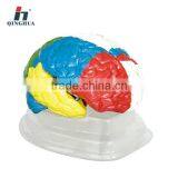 Human Neuro-Anatomical Brain thumbnail-1