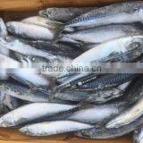 Frozen Mackerel Nutrition For Market thumbnail-1