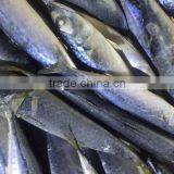 2016 Top Grade Frozen Pacific Mackerel 200g-300g thumbnail-1