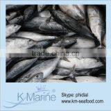 Fresh Bonito Fish For Human Consumption Lot Number#kmw4371 thumbnail-1