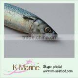 Seafood Processing Frozen Pacific Mackerel thumbnail-1