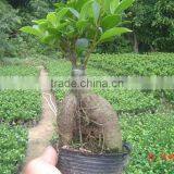 Ginseng Ficus Indoor Bonsai Wholesale thumbnail-2