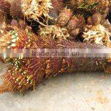 Cycas Revoluta Double Head Bare Root thumbnail-1