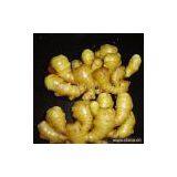 Sell Fresh Chinese Ginger thumbnail-1