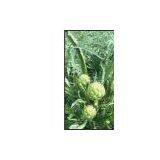 Artichoke Leaf Extract/Cynara Scolymus/Cynarin thumbnail-1