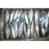Frozen Indian Mackerel W/R thumbnail-3