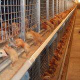 Rwanda Poultry Farm Equipment Battery Broiler Cage & Meat Chicken Cage & Chicken Coop in Poultry House