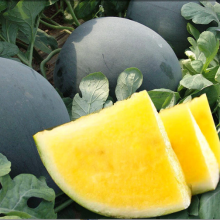 750pcs f1 Hybrid Red and Yellow Seedless Watermelon Seeds for Planting thumbnail-1
