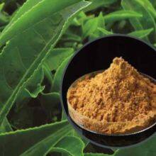 Green Tea Extract (30%-98% Tea Polyphenols) thumbnail-1