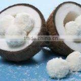 Semi Husked COCONUT thumbnail-1