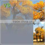 High Quality Decorative Pet Membrane/film for Glass Door thumbnail-5