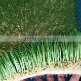 Hydroponics Animal Fodder Machinprofessional Automatic Oat Rooting Machine /bean Budding Machine/animal Fodder Sprouting Machine thumbnail-1