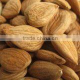 Chinese Bitter Bulk Apricot Kernels With Good Quality