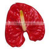 Anthurium Flower & Plants thumbnail-3