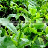 Moc Chau Son La OP Green Tea thumbnail-4