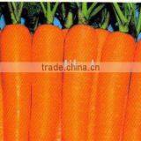 Fresh Carrot thumbnail-1