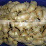 Good Qualtity Chinese Fresh Gingers thumbnail-6