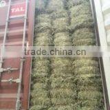 Rhodes Grass thumbnail-1