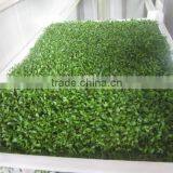 Hydroponic Animal Fodder Sprouting Machine for Growing Barley Grass,green Grass Fodder thumbnail-3