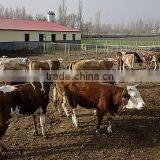 Pig Farm MgO Roof Tile With Anti-aging Film Coat and Fiireproof Insulation of 5mm Thickness,960mm Width thumbnail-2