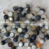 Pinctada Margaritifera Shell Pearl Nucleus