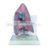 Human Lung Anatomical Model thumbnail-1