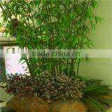 High Imitation Wholesale Artificial Decorative Bamboo,fake Bamboo thumbnail-3