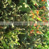 Home and Outdoor Decoration Synthetic Cheap Artificial Vertical Green Grass Wall E08 04Q79 thumbnail-3