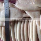 Frozen Squid Tubes With Different Size in Sale thumbnail-2