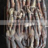 2016 Frozen High Quality Illex Squid 100g-150g thumbnail-1