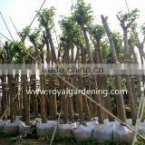 Bauhinia Variegata Landscaping Trees