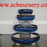 Pot of Bonsai thumbnail-1