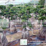 Ficus Microcarpa Big Stump Roots Bonsai thumbnail-1