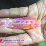 Quality Malawi Cichid Fish Export Company for Company Importer thumbnail-3