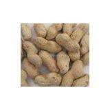 Groundnut With Shell