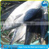 Bonito (Fat and Tender) Chewy Fresh From the Sea Bottom thumbnail-1