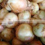 Fresh Yellow Onion thumbnail-1