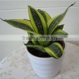 Small Golden Sansevieria Gift for Students thumbnail-1