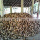 Fresh Coconuts From India thumbnail-5
