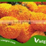 High Yield F1 Hybrid Marigold Seeds VGMG 300.04