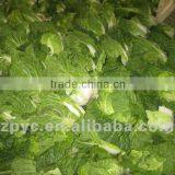 fresh Chinese cabbage