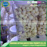 Fresh Peeled Garlic Supplier and Exporter thumbnail-5