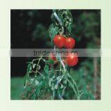 Tomato Spiral thumbnail-1