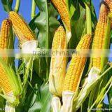 Online Shopping China Plant Growth Regulator 98% TC Mepiquat Chloride thumbnail-5