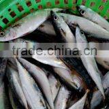 Frozen Fish Pacifc Mackerel thumbnail-2