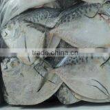 FROZEN MOONFISH thumbnail-1